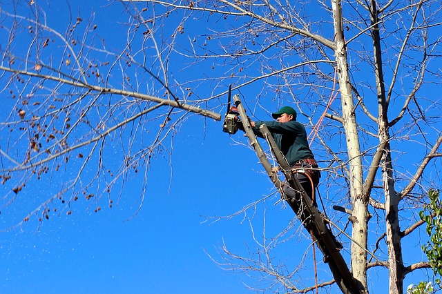 The benefits of tree trimming in Australia